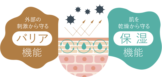 バリア機能 保湿機能