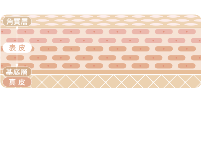 角質層のイメージ