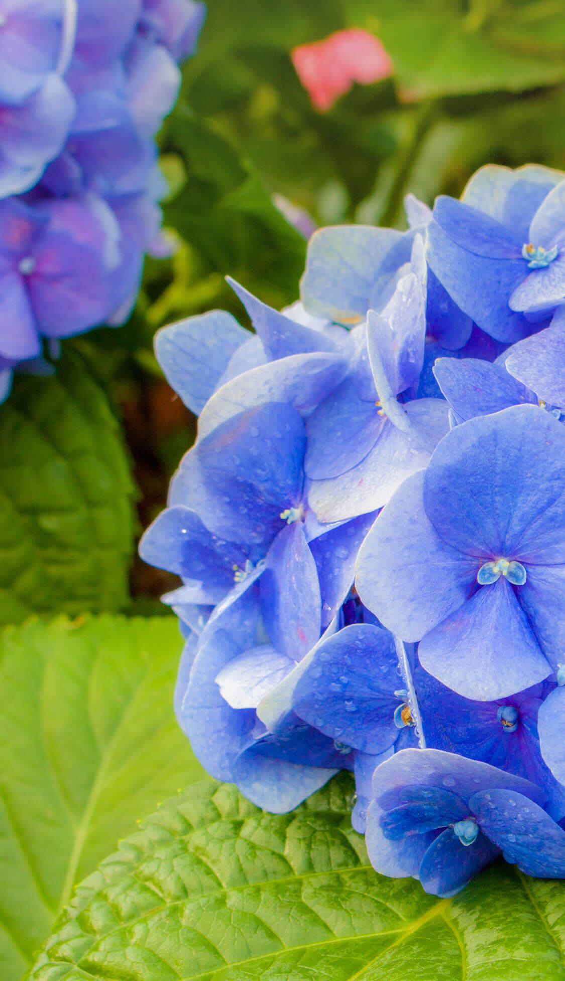 箱根ルルルン（しっとりアジサイの香り） - フェイスマスク ルルルン