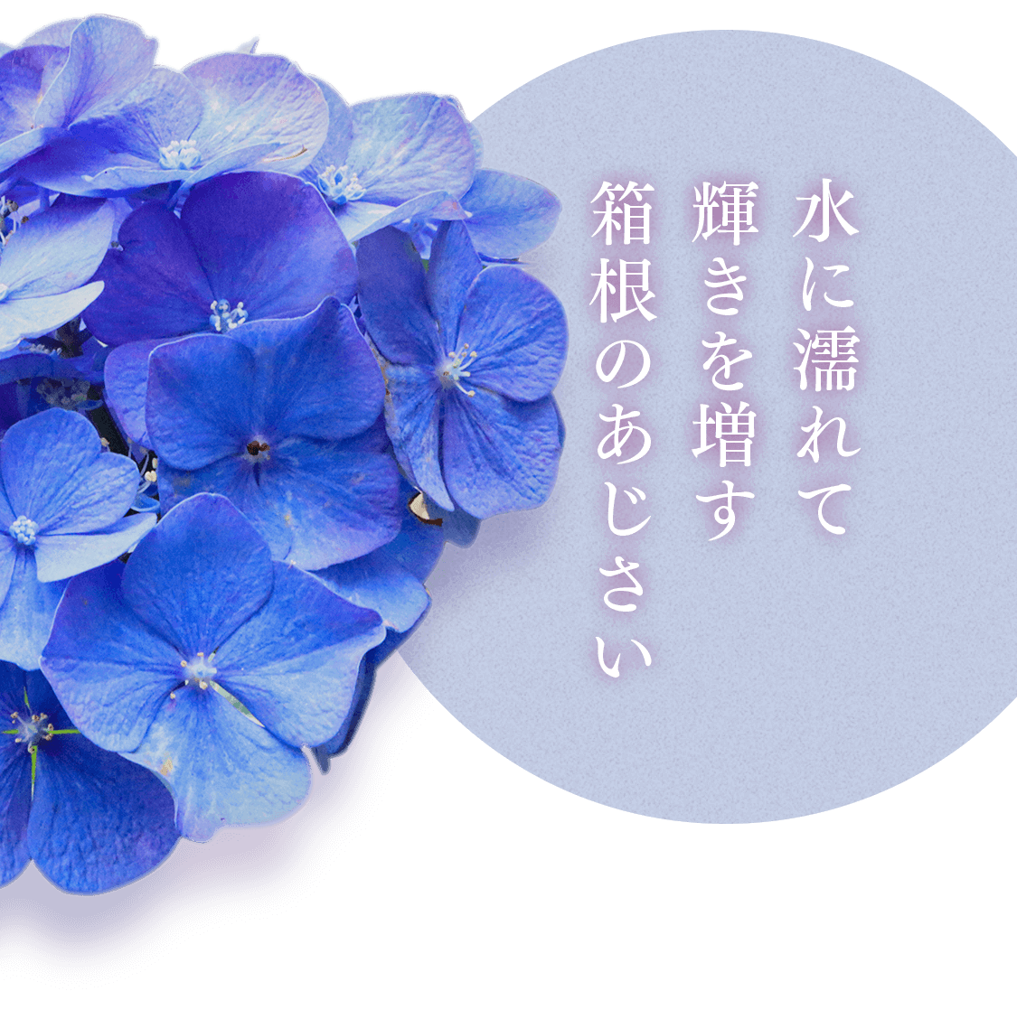 あじさい様　専用ページ あじさい様 専用ページ アジサイ様専用