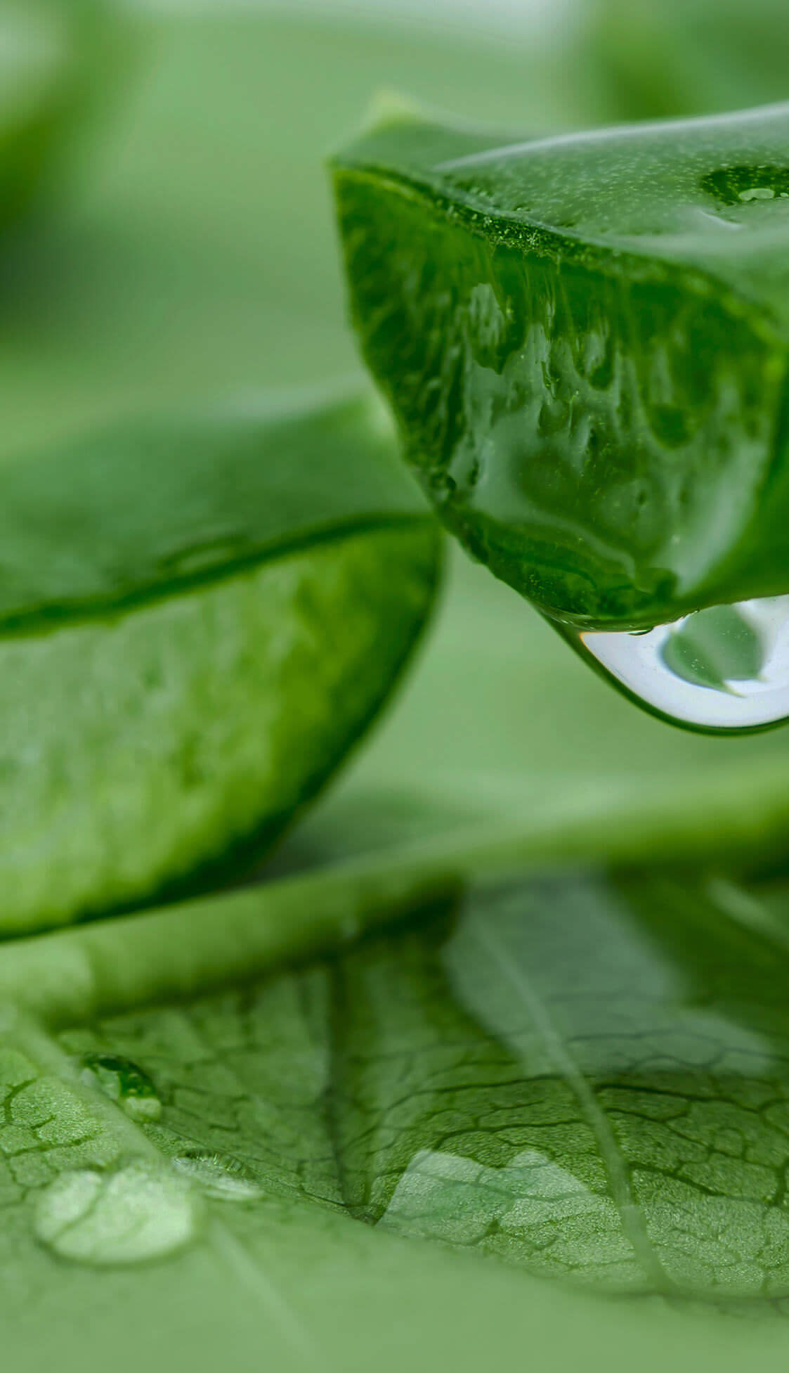 沖縄ルルルン（アロエの香り）大人のスペシャルケア - フェイスマスク