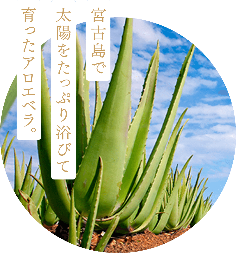 沖縄ルルルン（アロエの香り） - フェイスマスク ルルルン【公式】