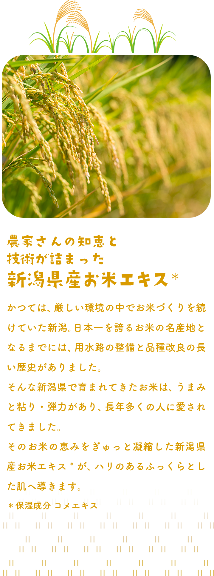 農家さんの知恵と技術が詰まった新潟県産お米エキス 保湿成分コメエキス