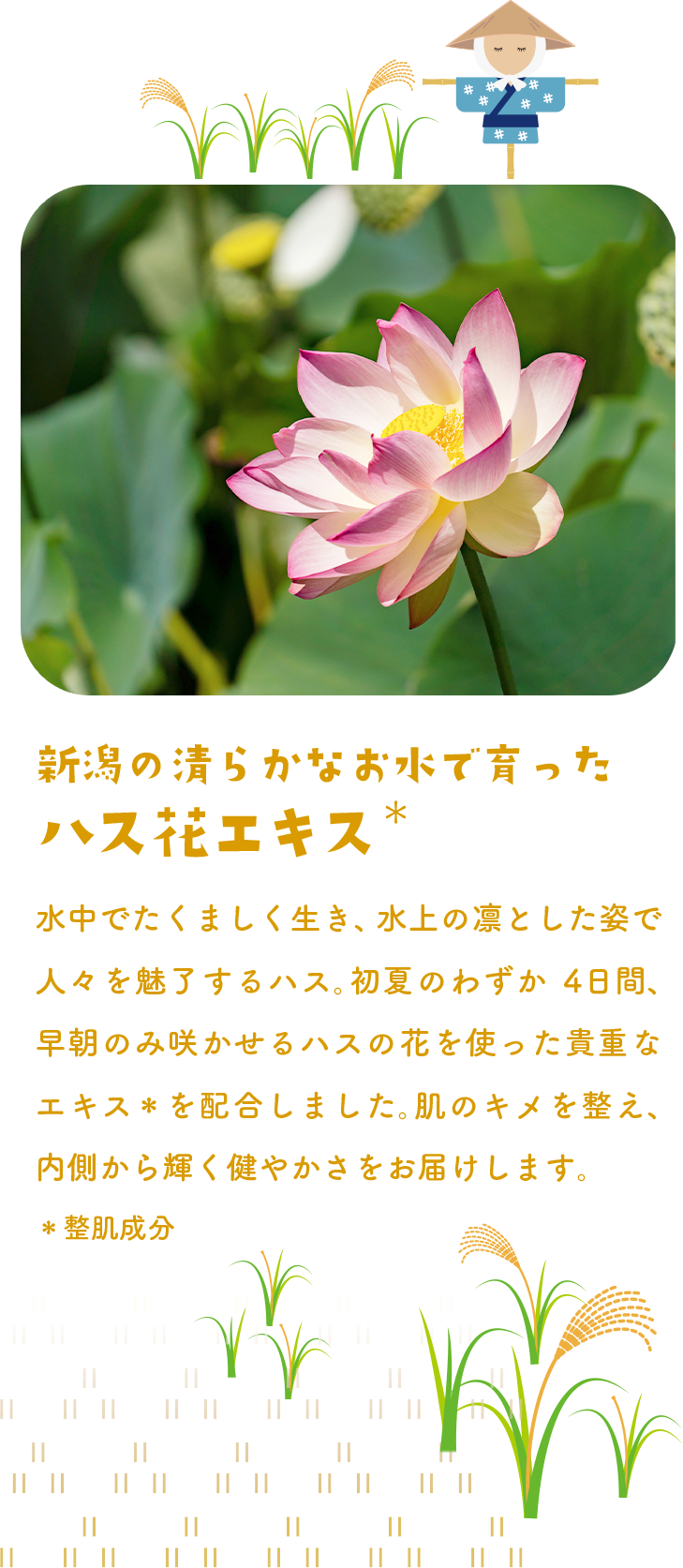 新潟の清らかなお水で育ったハス花エキス 整肌成分