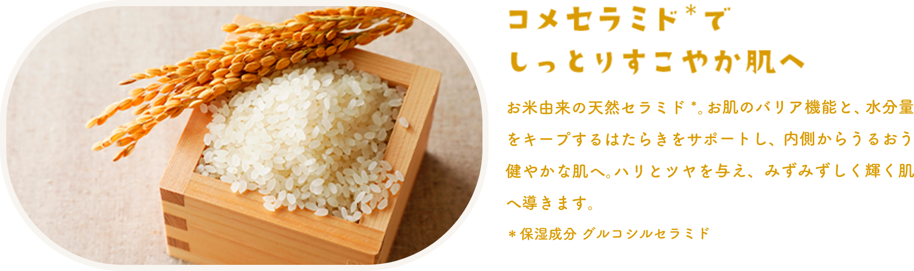 コメセラミドでしっとりすこやか肌へ 保湿成分グルコシルセラミド